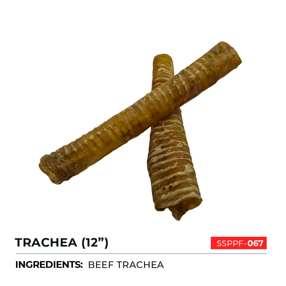 Trachea 12"