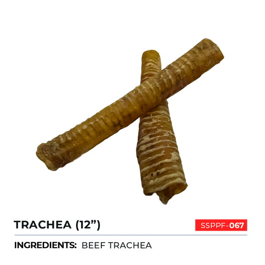 Trachea 12"