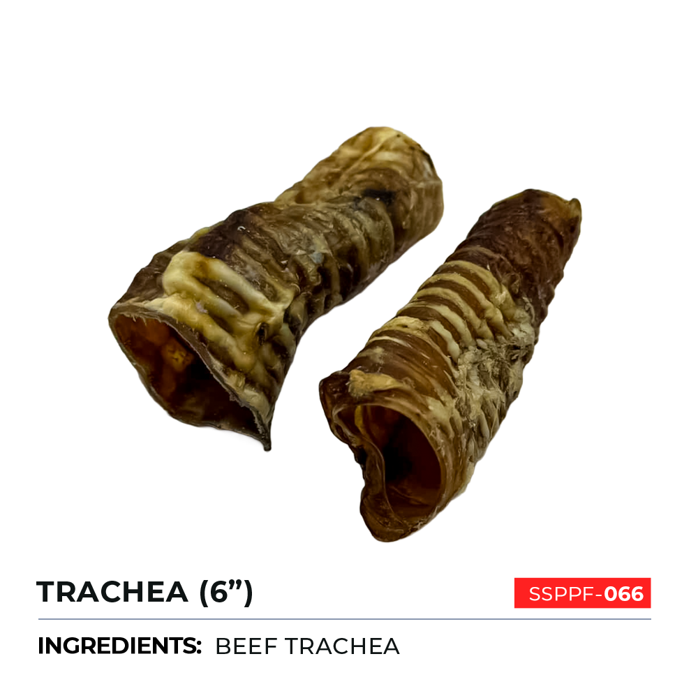 Trachea 6"