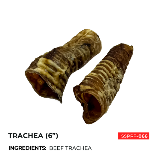 Trachea 6"